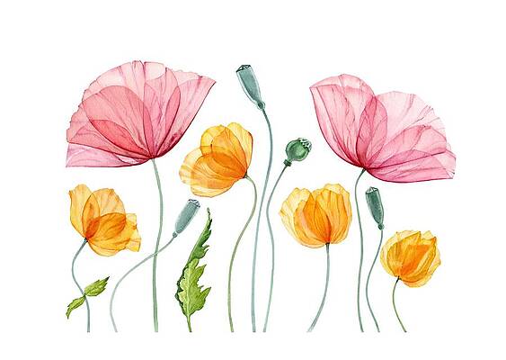 Wall Art - Drawing - Watercolor Poppy Composition. Summer by Kateryna Savchenko