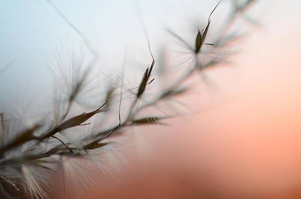 Wall Art - Photograph - Weed Abstract by Marianna Mills