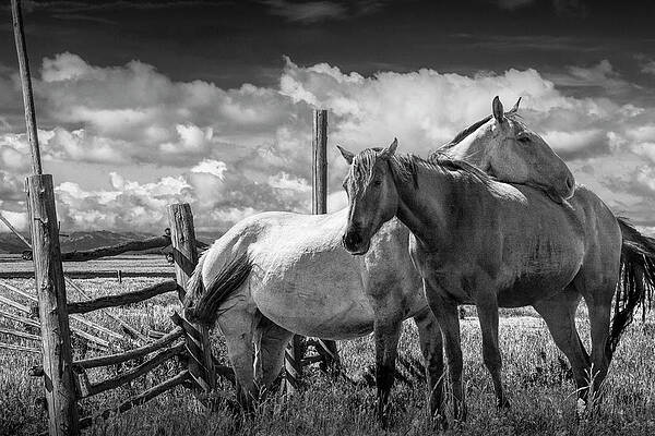 https://render.fineartamerica.com/images/images-profile-flow/400/images/artworkimages/mediumlarge/2/western-horses-in-the-pasture-by-a-wooden-fence-in-black-and-white-randall-nyhof.jpg