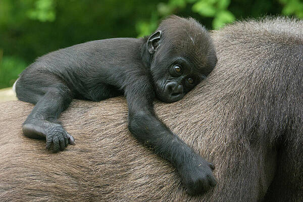 Wall Art - Photograph - Western Lowland Gorilla Baby Resting On Mother's Back by Edwin Giesbers / Naturepl.com