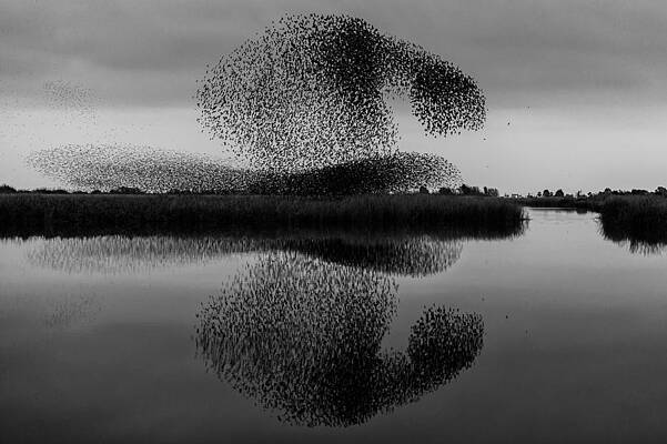Wall Art - Photograph - What Do You See? by Joaquin Forner Rodriguez