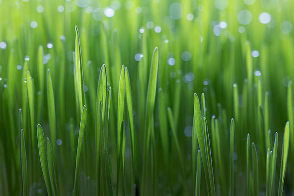 Wall Art - Photograph - Wheat by Peter Krenek