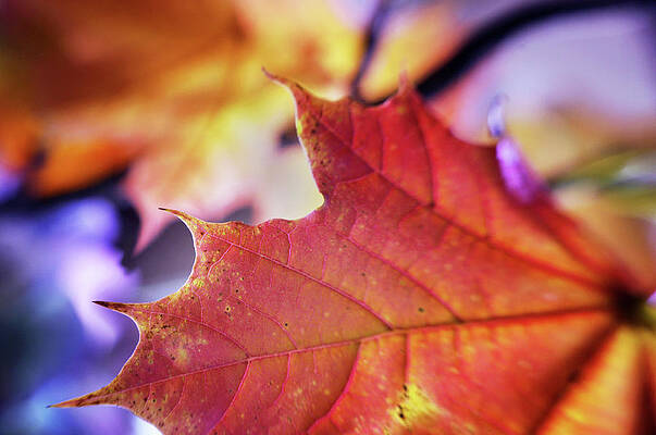 When Autumn Leaves Begin to Fall by Arthur Miller When Autumn Leaves Begin to Fall by Arthur Miller