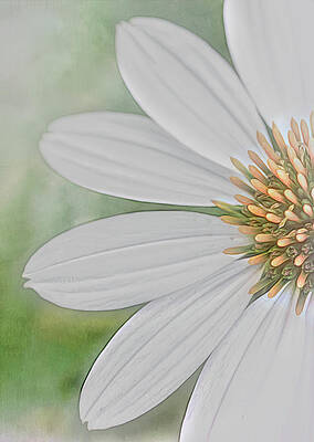 Whispering Glance by Tammy Webster Whispering Glance by Tammy Webster