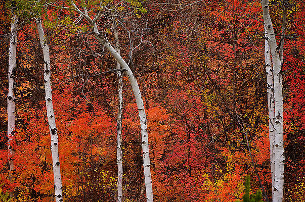 White Aspen Fall Colors by Ed Broberg White Aspen Fall Colors by Ed Broberg