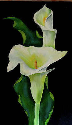 Calla Lily Oil Paintings Page 3 Of 3 Fine Art America