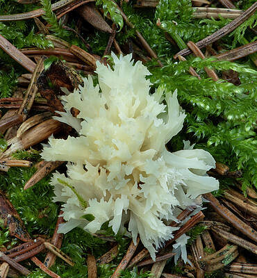 Wall Art - Photograph - White Coral Fungus Pomeroy Forest, County Tyrone, Northern by Robert Thompson / Naturepl.com