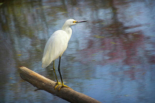 White Egret on a Log by Diana Haronis White Egret on a Log by Diana Haronis