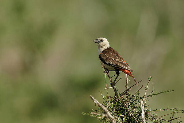 Wall Art - Photograph - White Headed Buffalo Weaver, Dinemellia by Sarah Darnell