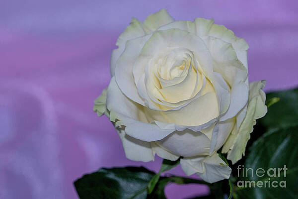 White rose on a lavender background by Annerose Walz White rose on a lavender background by Annerose Walz