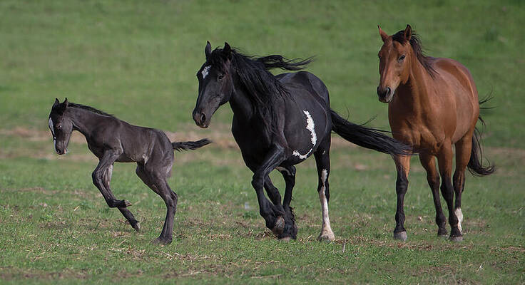 Wall Art - Photograph - Wild Black Mustang Filly Leaping As Pinto Mustang Mother by Carol Walker / Naturepl.com