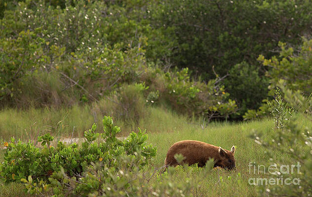 Florida Photograph - Wild Hog Florida by Natural Focal Point Photography