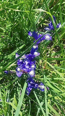 Wild Iris 1 by Harold Zimmer Wild Iris 1 by Harold Zimmer