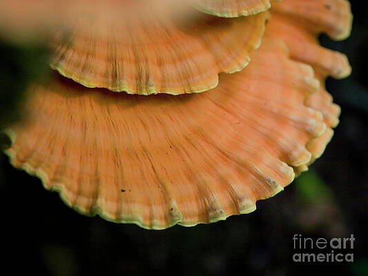 Wild Mushrooms On A Log Print by Rich Collins