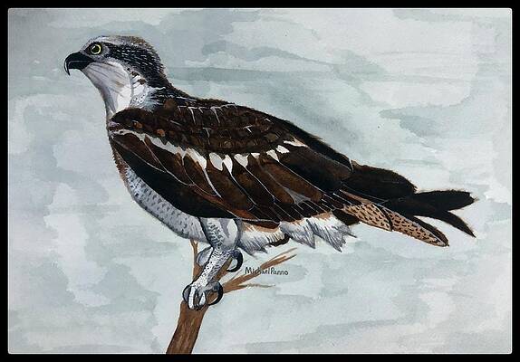 Wild Osprey W/ Border by Michael Panno Wild Osprey W/ Border by Michael Panno
