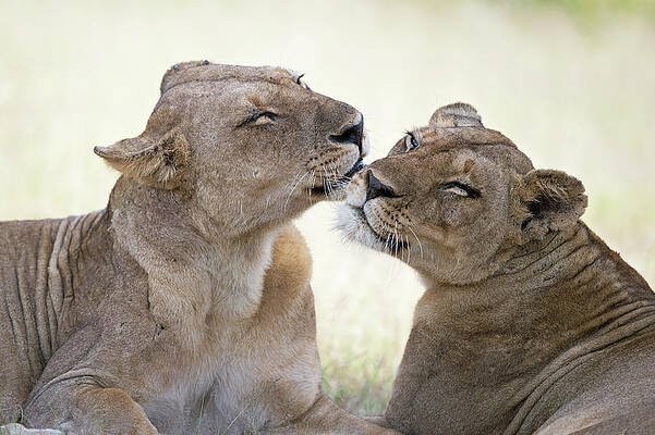Wall Art - Photograph - Wild Tenderness by Marco Pozzi
