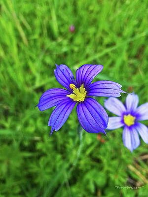 Wildflowers 2 by Harold Zimmer Wildflowers 2 by Harold Zimmer