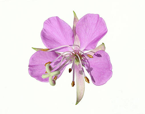 wildflowers pink fireweed Epilobium angustifolium by Robert C Paulson Jr wildflowers pink fireweed Epilobium angustifolium by Robert C Paulson Jr
