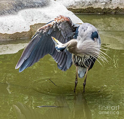 Great Blue Preening by Kate Brown Great Blue Preening by Kate Brown