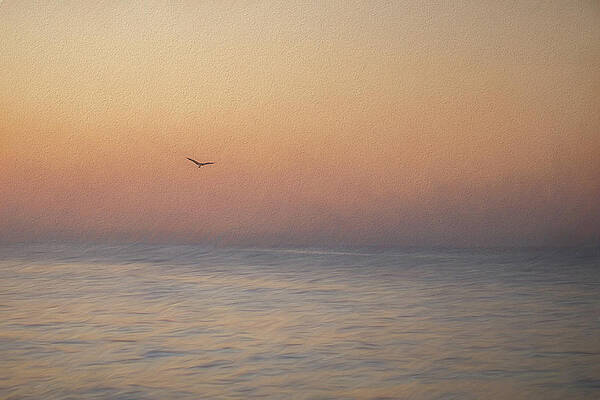 Wings of Dawn by Tammy Webster Wings of Dawn by Tammy Webster