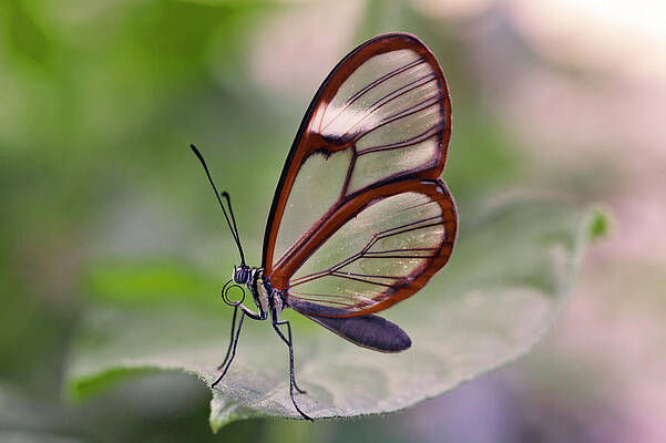 wings of glass by Edward Kreis wings of glass by Edward Kreis