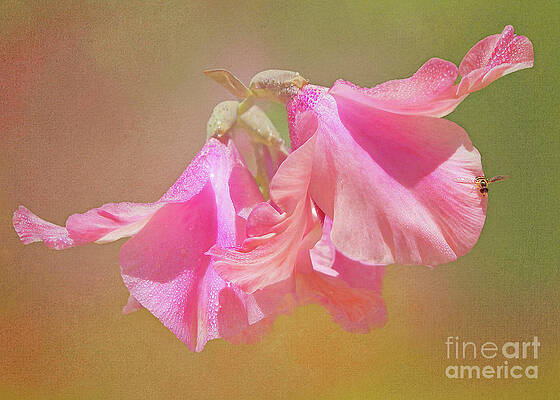 Wall Art - Photograph - Wings on Wings by Kathi Mirto