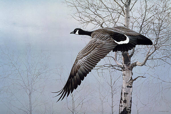 Canada Goose Art | Pixels