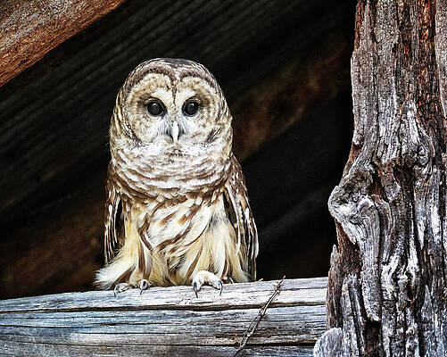 Wise Old Owl by Jaki Miller Wise Old Owl by Jaki Miller
