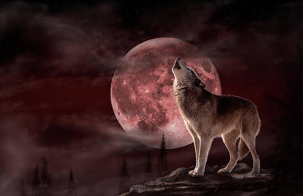 dog fan night unique artwork Chihuahua Illustration moon moon howl Moon howler #006: Original dog crescent moon