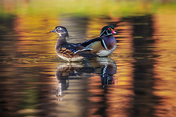 10+ Wood Duck Painting