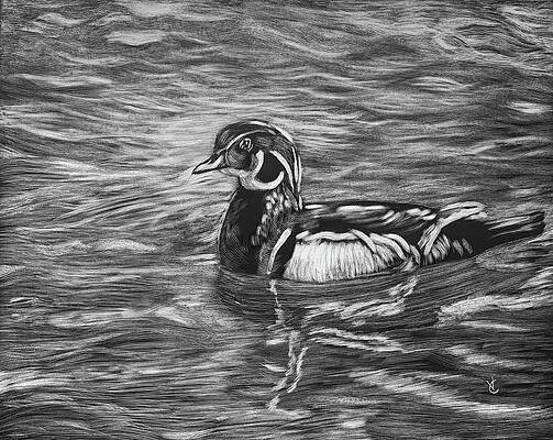 Wood Duck by Virginia Craig Wood Duck by Virginia Craig