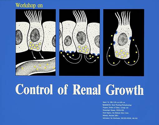 Wall Art - Painting - Workshop On Control Of Renal Growth by National Institutes Of Health