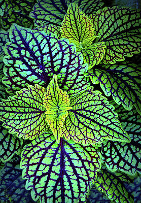 Wall Art - Photograph - Verdure by Jessica Jenney