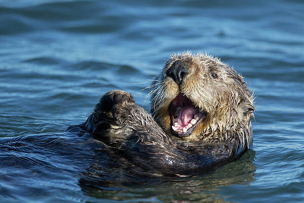 Wall Art - Photograph - Yawning Sea Otter by Suzi Eszterhas