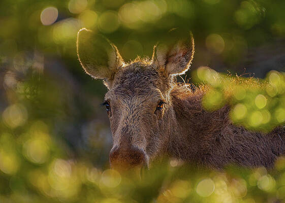 Yearling Moose in the Forest by Gary Kochel Yearling Moose in the Forest by Gary Kochel