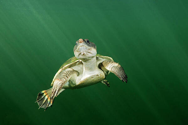Wall Art - Photograph - Yellow Bellied Snapping Turtle About To Surface For Air by Etienne Littlefair / Naturepl.com