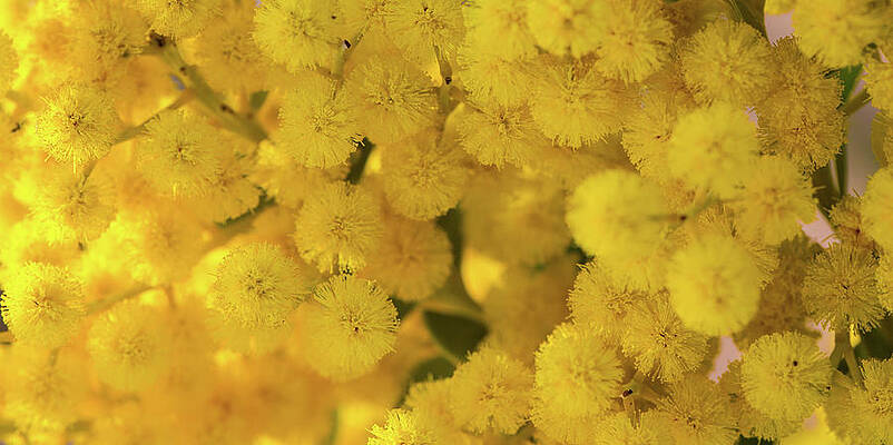 Yellow Blooms by Mark Shoolery Yellow Blooms by Mark Shoolery