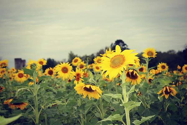 Yellow Fields by Candice Trimble Yellow Fields by Candice Trimble