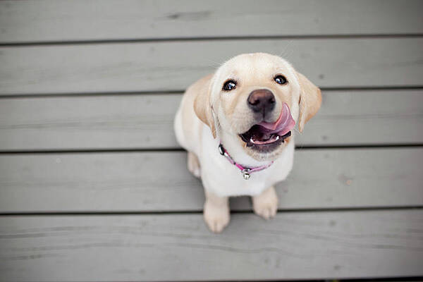 Yellow Lab Puppy Print by Image By Erin Vey