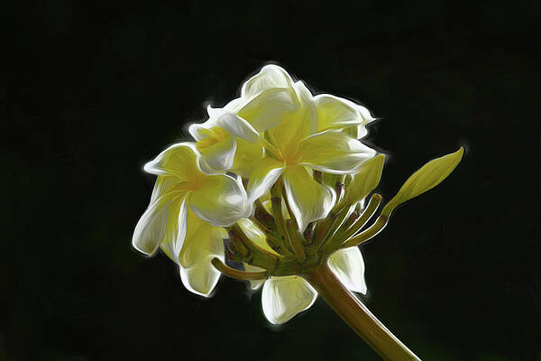 Yellow Plumeria against Black by Pamela Walton Yellow Plumeria against Black by Pamela Walton