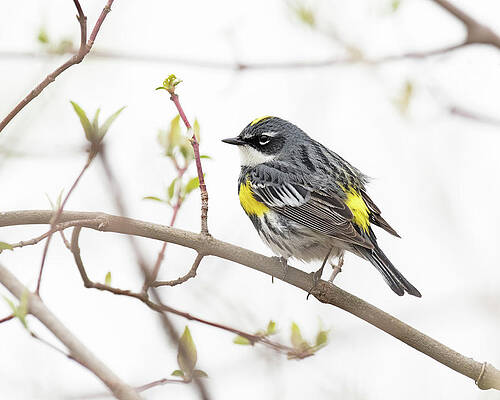 Yellow-Rumped Warbler by Jim Zablotny Yellow-Rumped Warbler by Jim Zablotny
