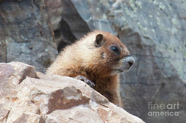 Wall Art - Photograph - Young Marmot by Julia McHugh