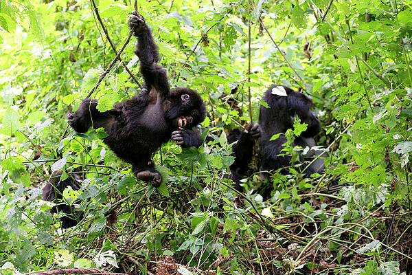 Wall Art - Photograph - Young Mountain Gorilla Swinging On Liana And Smiling In by Eric Baccega / Naturepl.com