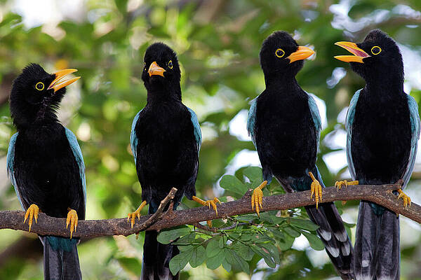 Wall Art - Photograph - Yucatan Jay Quartet by Donald M. Jones