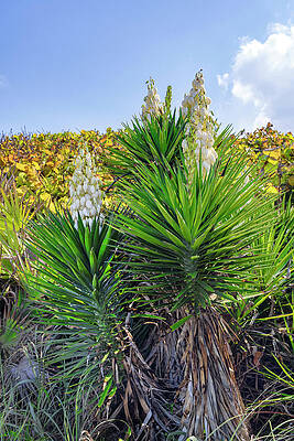Wall Art - Digital Art - Yucca Plant (spanish Bayonet) On The Beach by Laura Diez