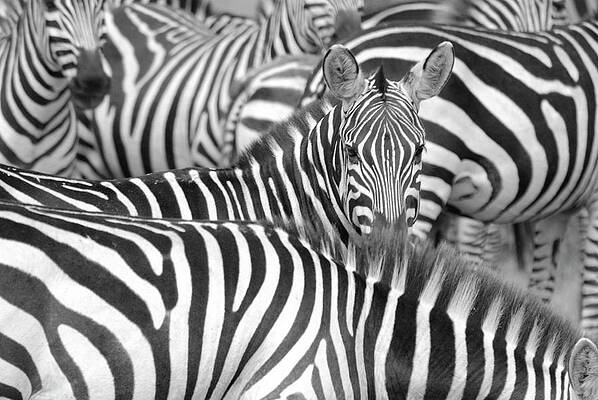 Wall Art - Photograph - Zebra Abstract by A World Of Natural Diversity By Paul Shaw