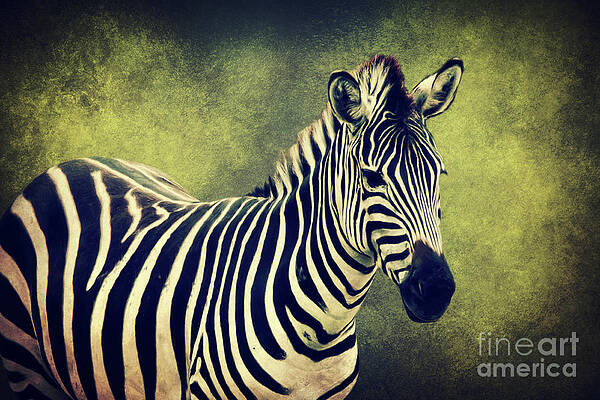 Zebra by Angela Doelling AD DESIGN Photo and PhotoArt Zebra by Angela Doelling AD DESIGN Photo and PhotoArt