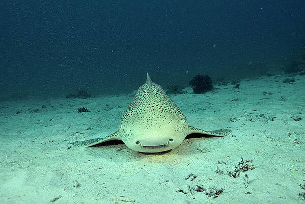 Wall Art - Photograph - Zebra / Leopard Shark Swimming Away From The Bottom, New by Pascal Kobeh / Naturepl.com