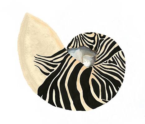 Wall Art - Drawing - Zebra Pattern Nautilus Shell White Background by Joan Stratton
