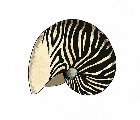 Wall Art - Mixed Media - Zebra Striped Nautilus Shell Curled Down by Joan Stratton